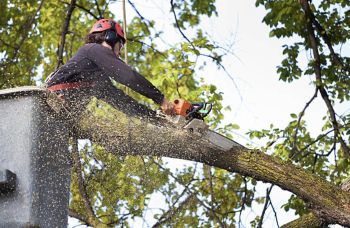 Profitable Tree Service with Recurring Revenue in NJ